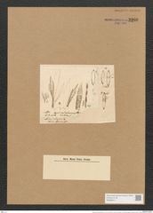 Schizonema ramosissimum var. div. Ag. (de-Toni-Nr.: Genus 20, Species 1187) Zeichnungen Sammlung Grunow Nr. 2290 (NHMW-BOT-W0369411)